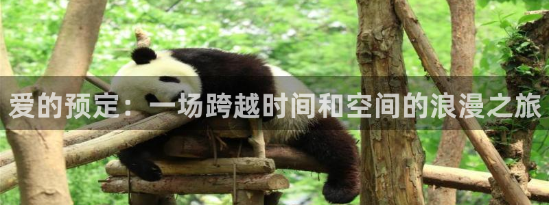 囧次元app下载官方最新：爱的预定：一场跨越时间和空间的浪漫之旅